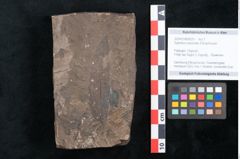 Foto (Objekt + Etikett) von Sapindus cassioides Ettingshausen (NHMW-GEO-2024-0188-8025)